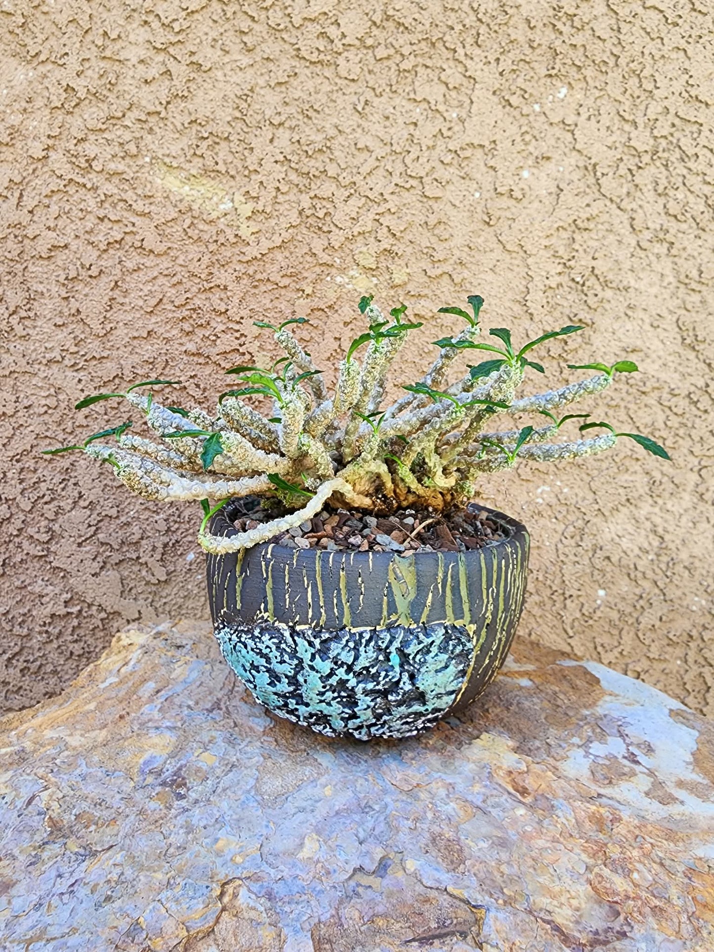 Euphorbia decaryi cristata - Crested Wrinkled Leaf Spurge