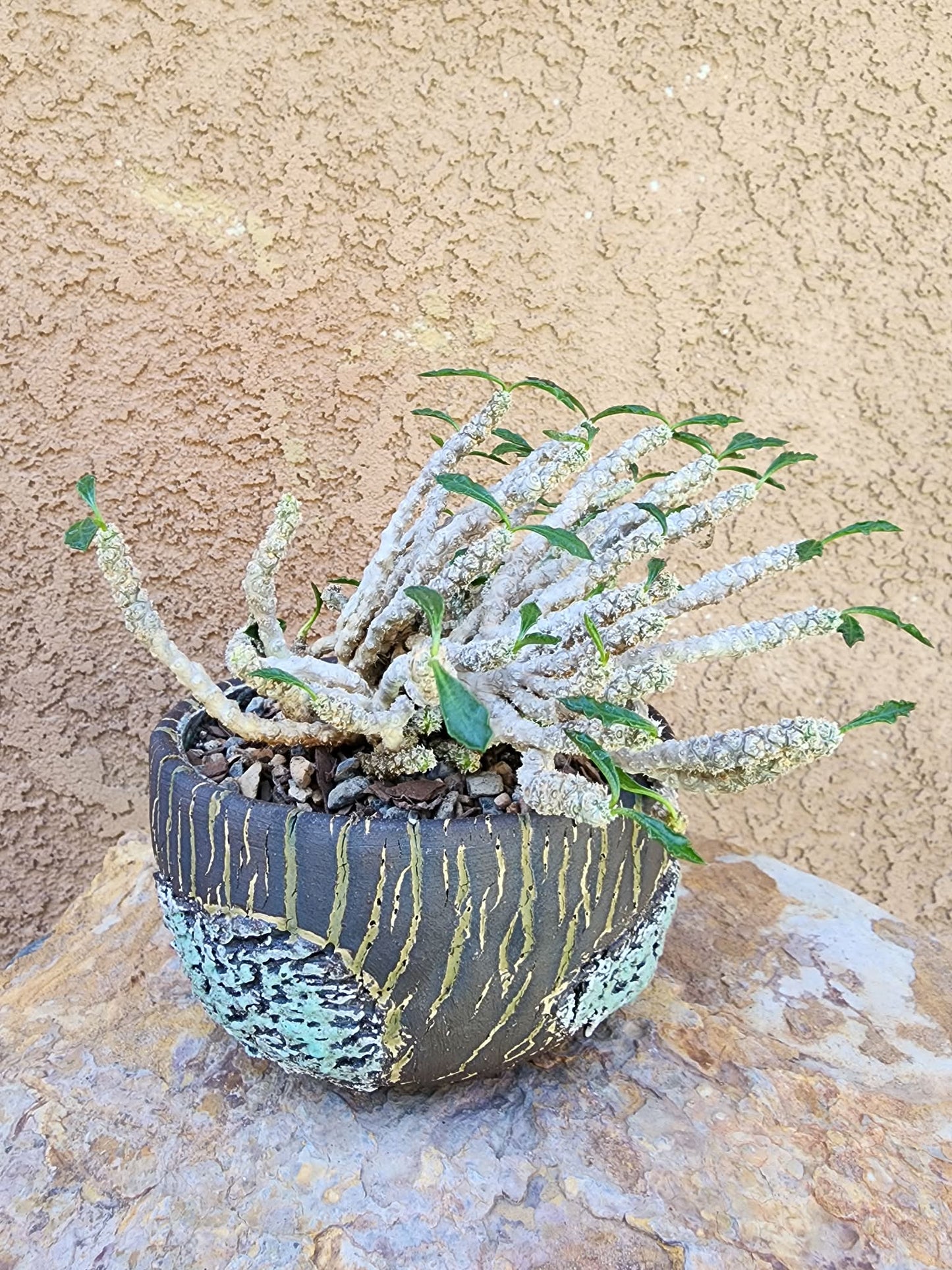 Euphorbia decaryi cristata - Crested Wrinkled Leaf Spurge