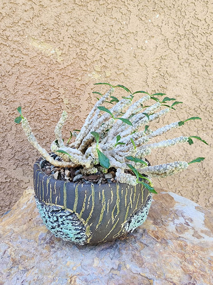 Euphorbia decaryi cristata - Crested Wrinkled Leaf Spurge