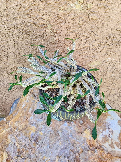 Euphorbia decaryi cristata - Crested Wrinkled Leaf Spurge