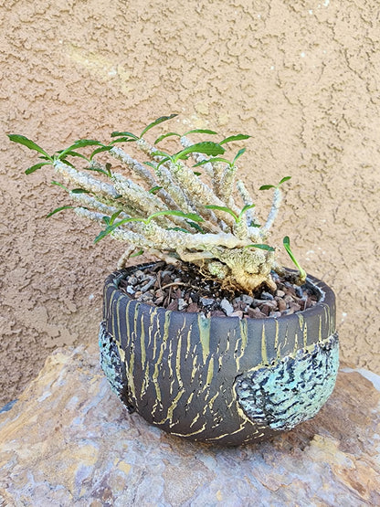 Euphorbia decaryi cristata - Crested Wrinkled Leaf Spurge
