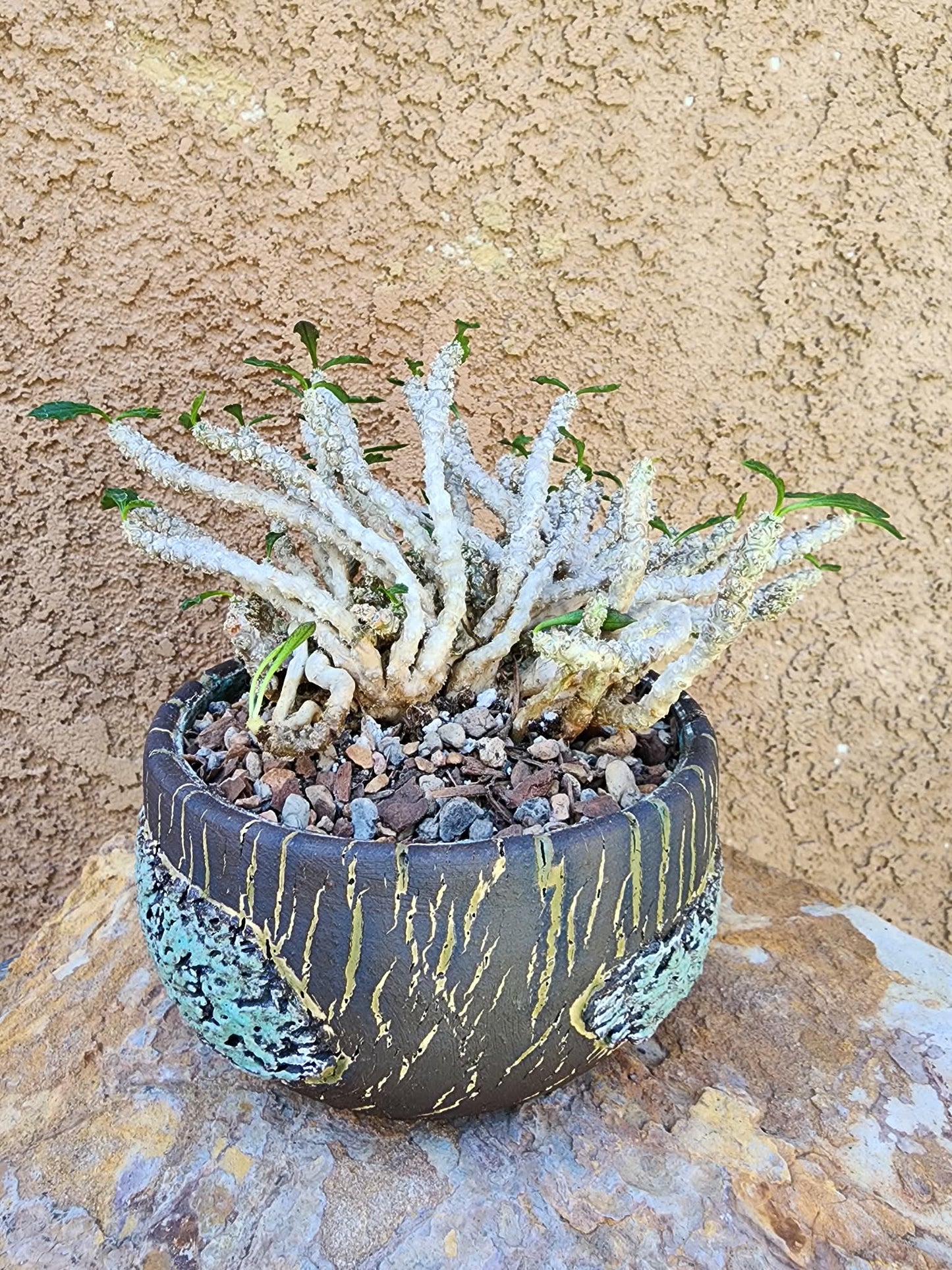 Euphorbia decaryi cristata - Crested Wrinkled Leaf Spurge