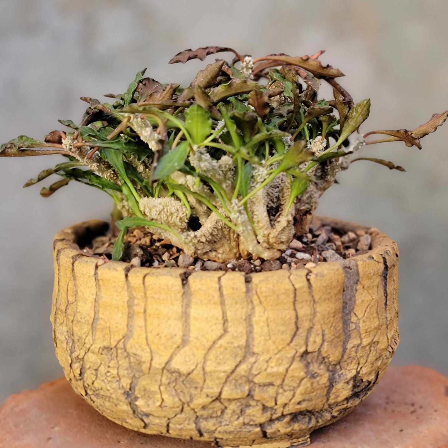 Euphorbia decaryi cristata - Crested Wrinkled Leaf Spurge