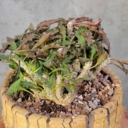 Euphorbia decaryi cristata - Crested Wrinkled Leaf Spurge