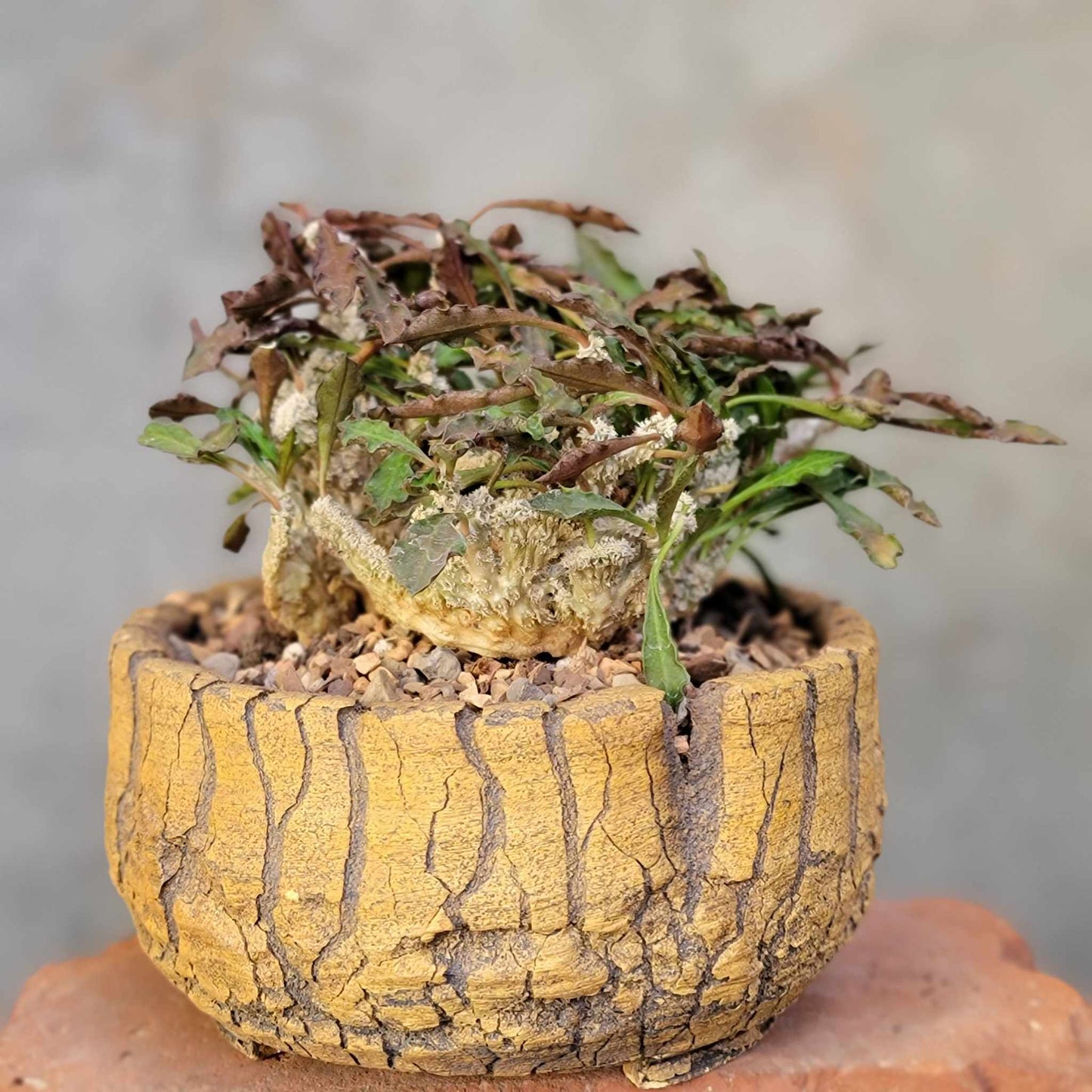 Euphorbia decaryi cristata - Crested Wrinkled Leaf Spurge