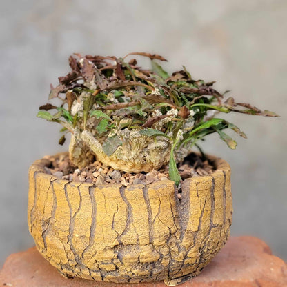 Euphorbia decaryi cristata - Crested Wrinkled Leaf Spurge