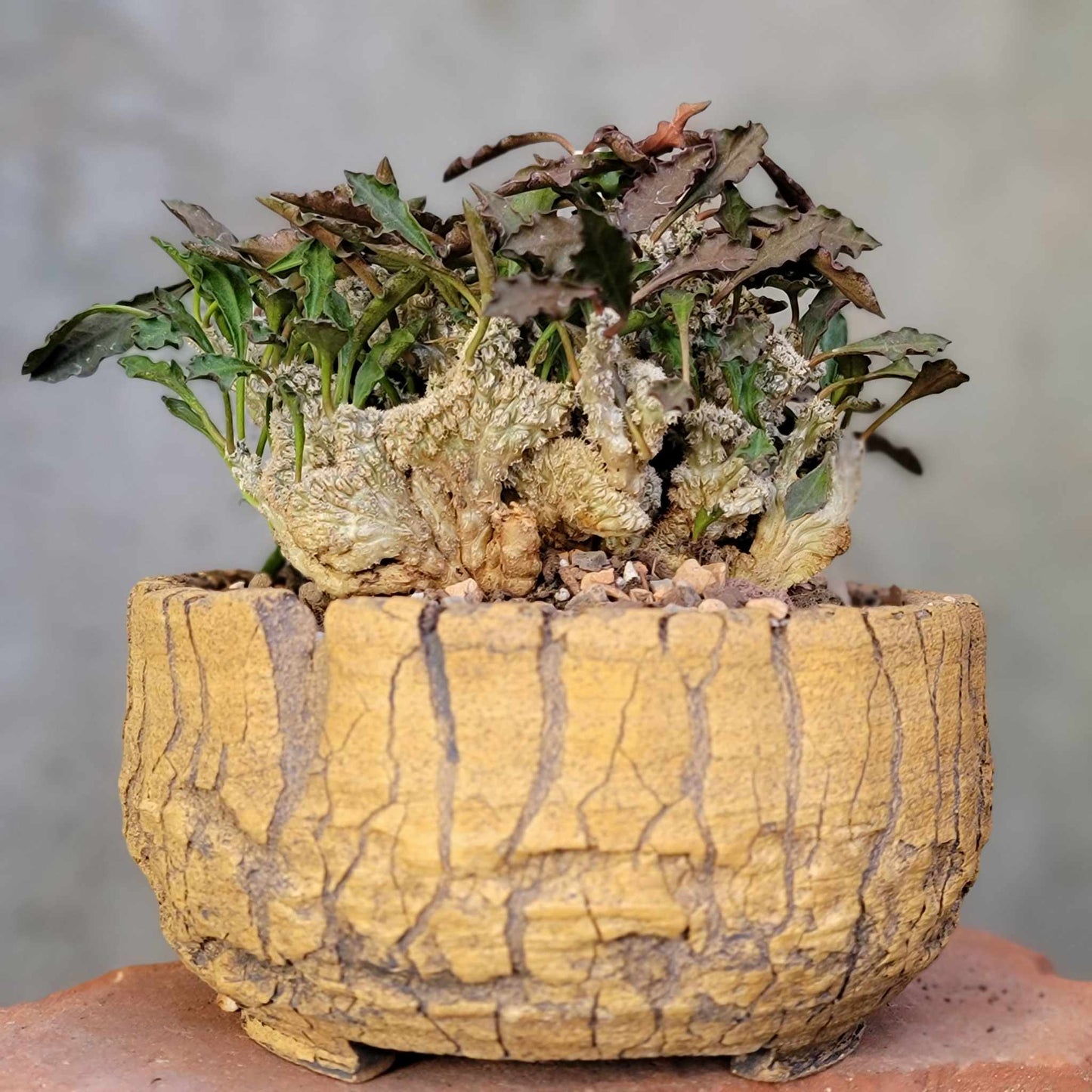 Euphorbia decaryi cristata - Crested Wrinkled Leaf Spurge