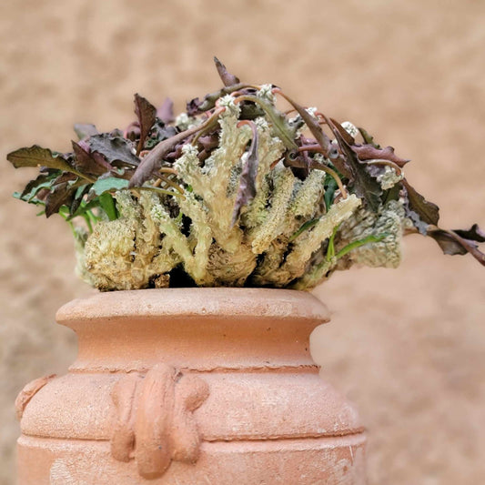 Euphorbia decaryi cristata - Crested Wrinkled Leaf Spurge