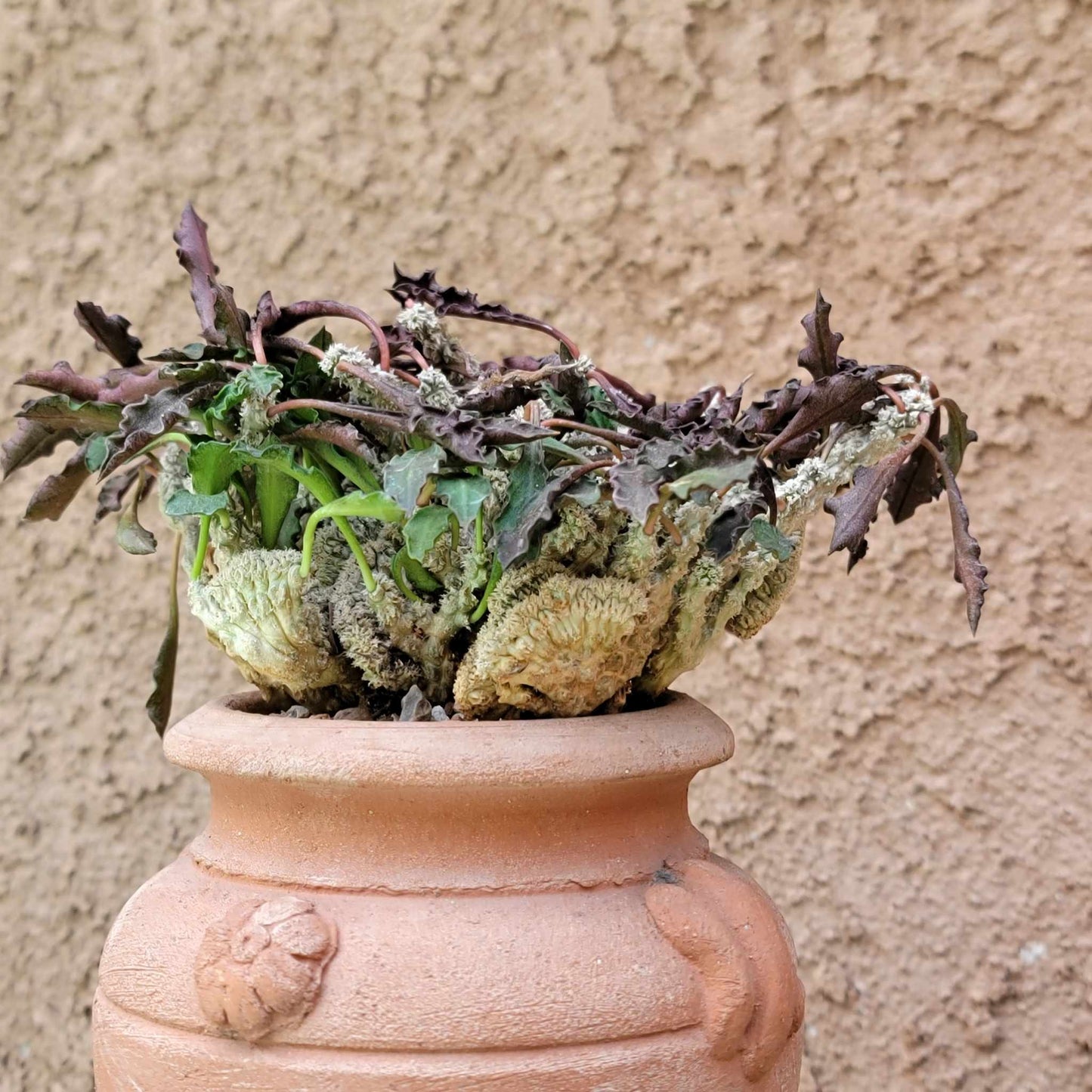 Euphorbia decaryi cristata - Crested Wrinkled Leaf Spurge