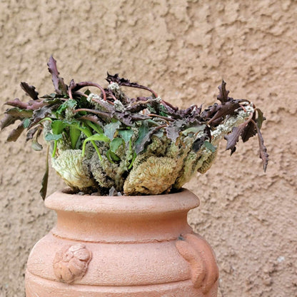 Euphorbia decaryi cristata - Crested Wrinkled Leaf Spurge