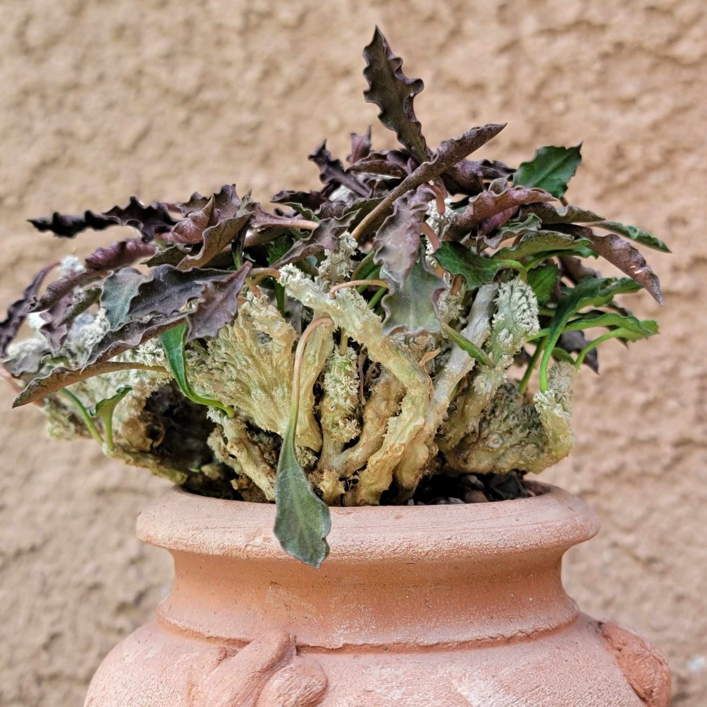 Euphorbia decaryi cristata - Crested Wrinkled Leaf Spurge