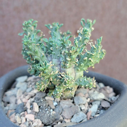 Euphorbia decepta
