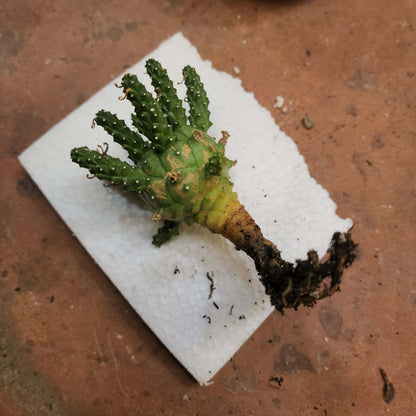 Euphorbia decepta (Last one!)