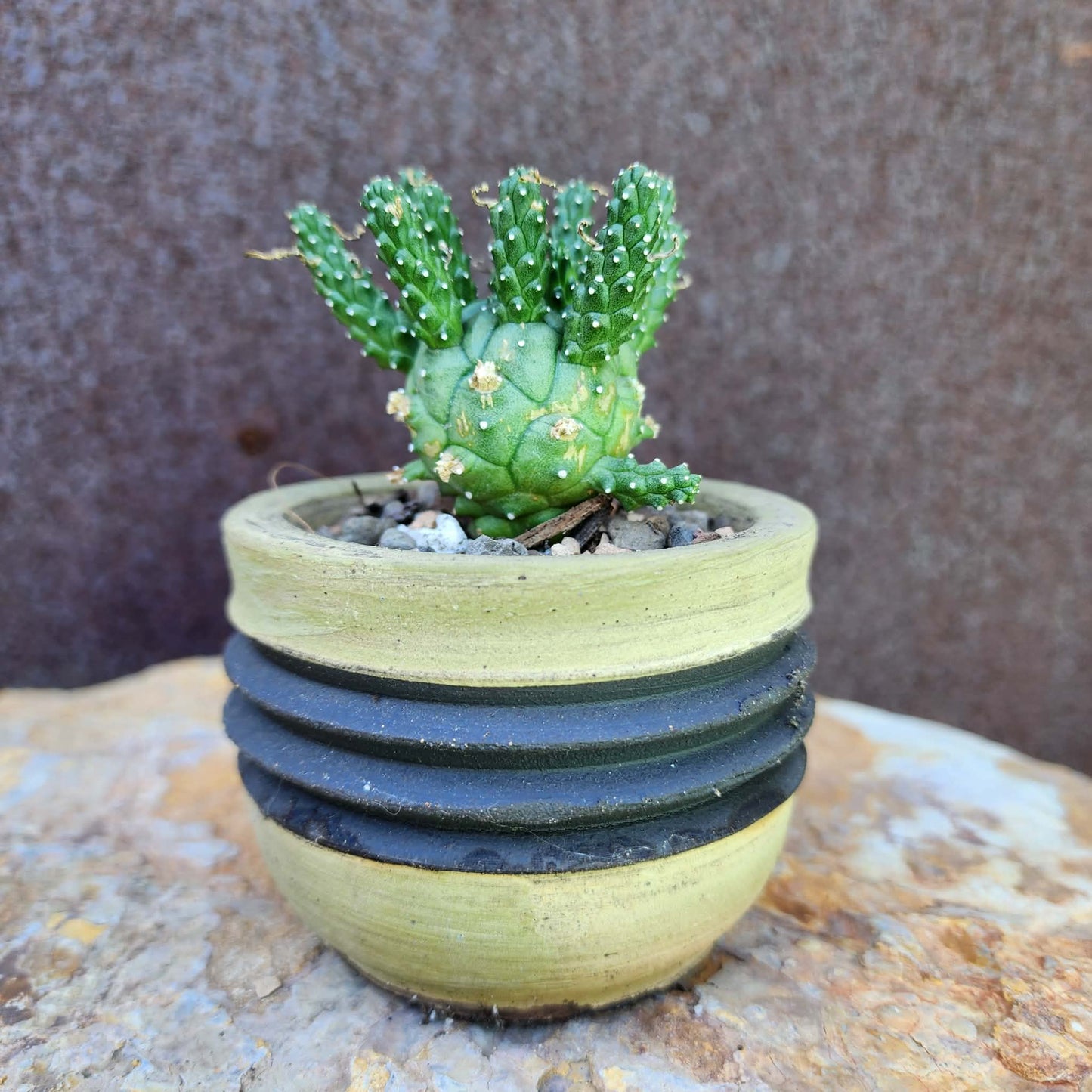 Euphorbia decepta (Last one!)