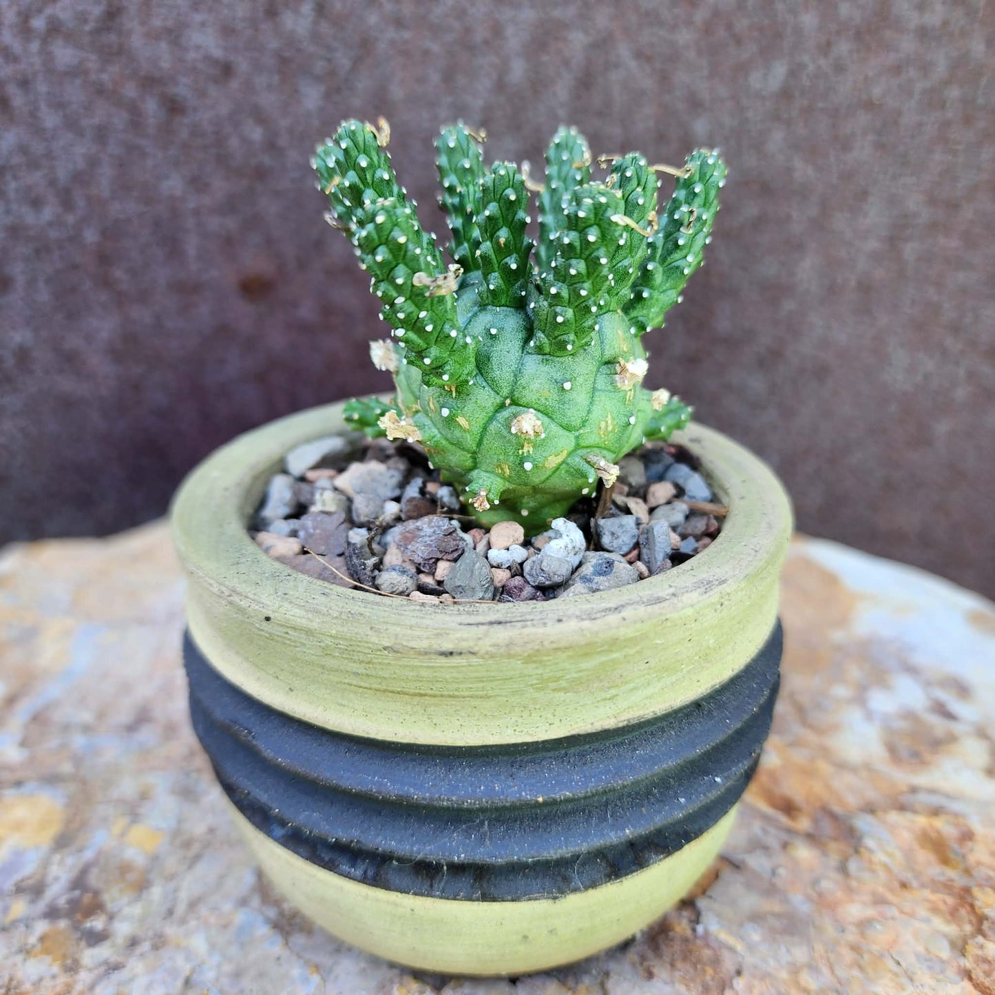 Euphorbia decepta (Last one!)