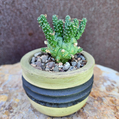 Euphorbia decepta (Last one!)