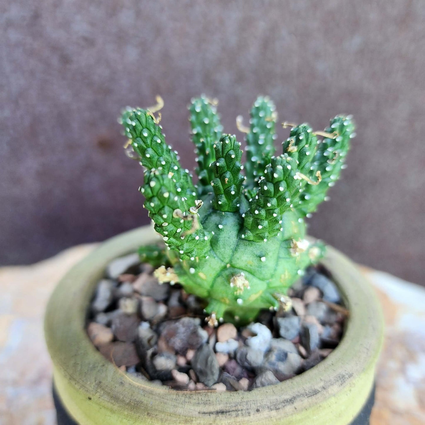 Euphorbia decepta (Last one!)