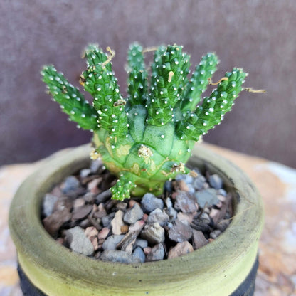 Euphorbia decepta (Last one!)