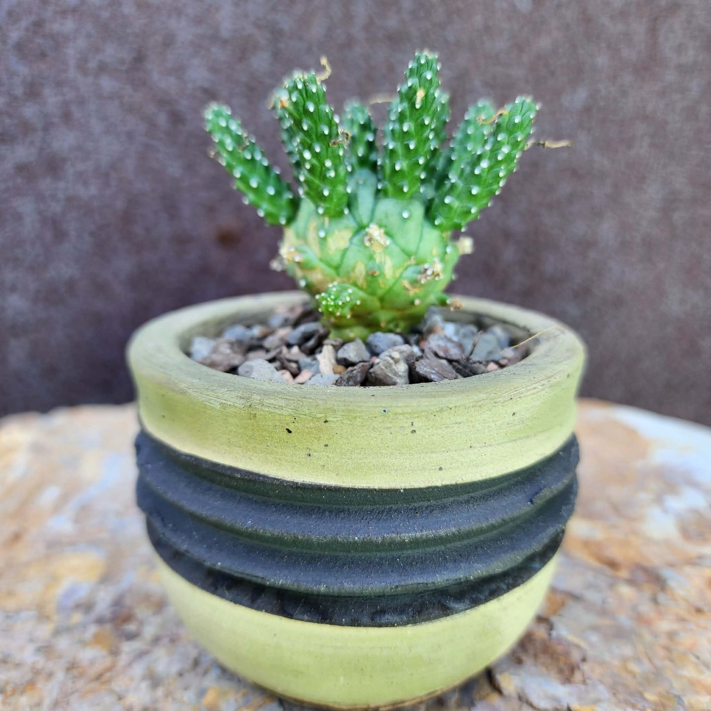 Euphorbia decepta (Last one!)