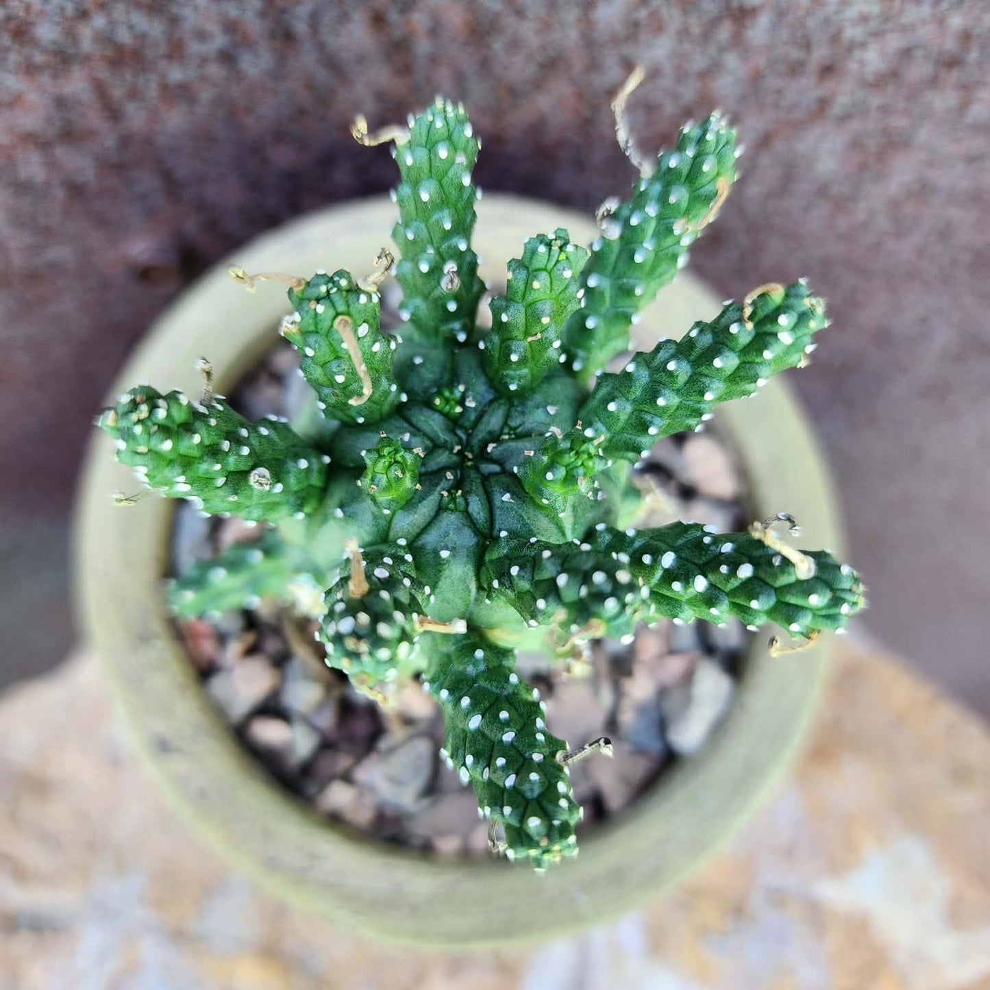 Euphorbia decepta (Last one!)