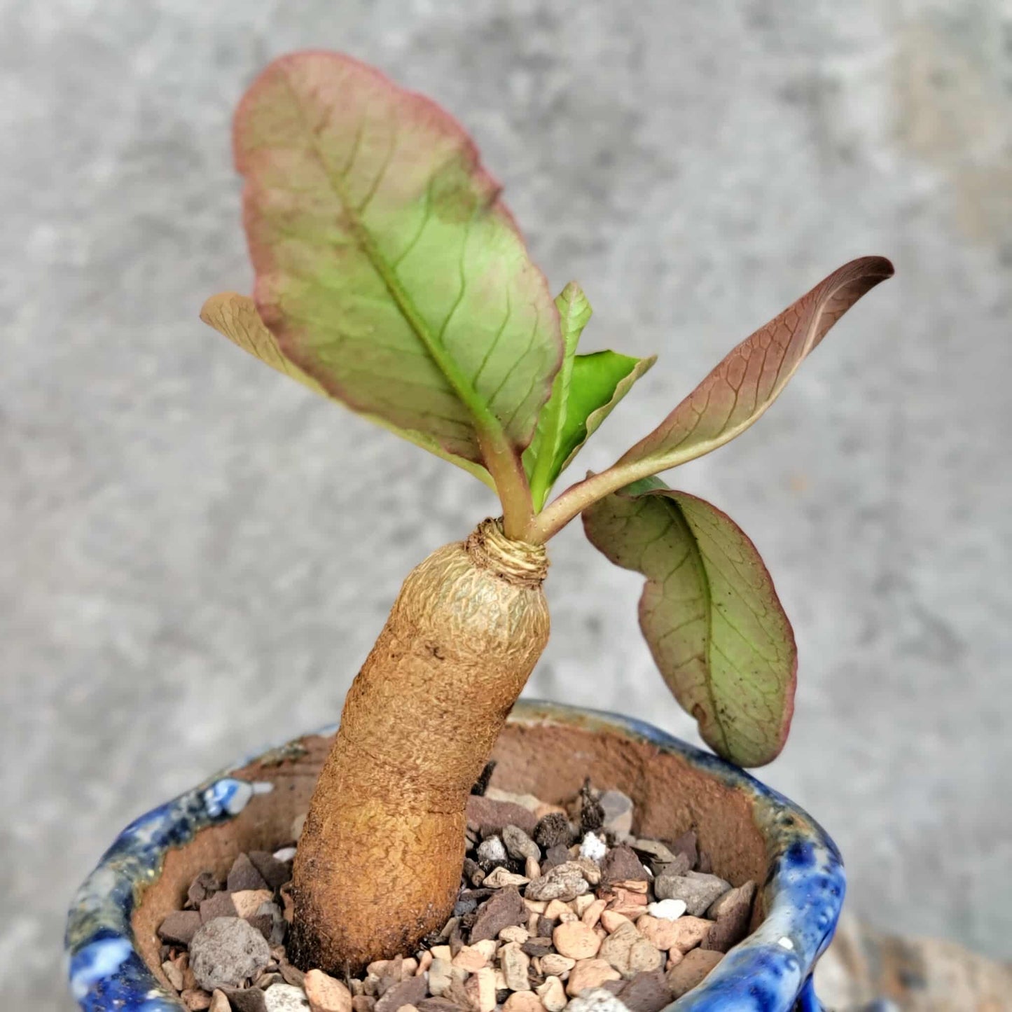 Euphorbia ecklonii