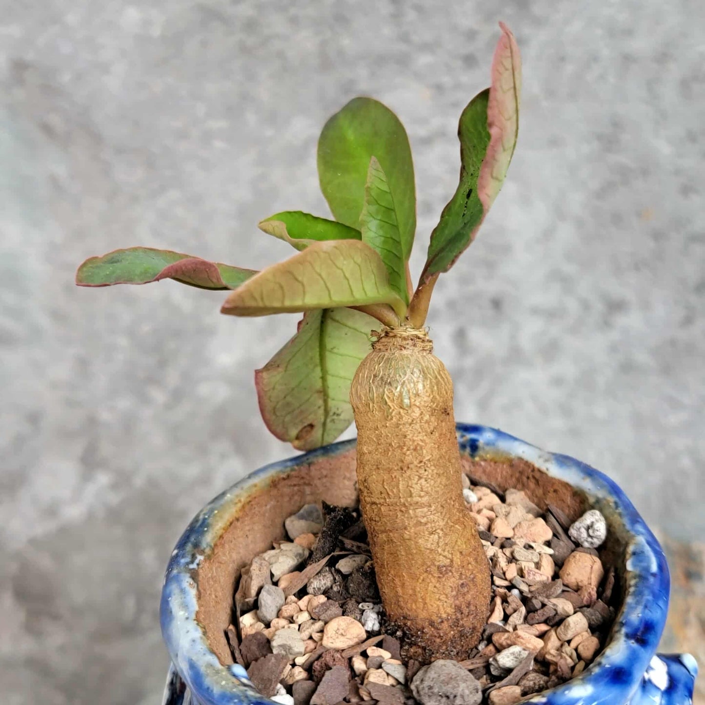 Euphorbia ecklonii
