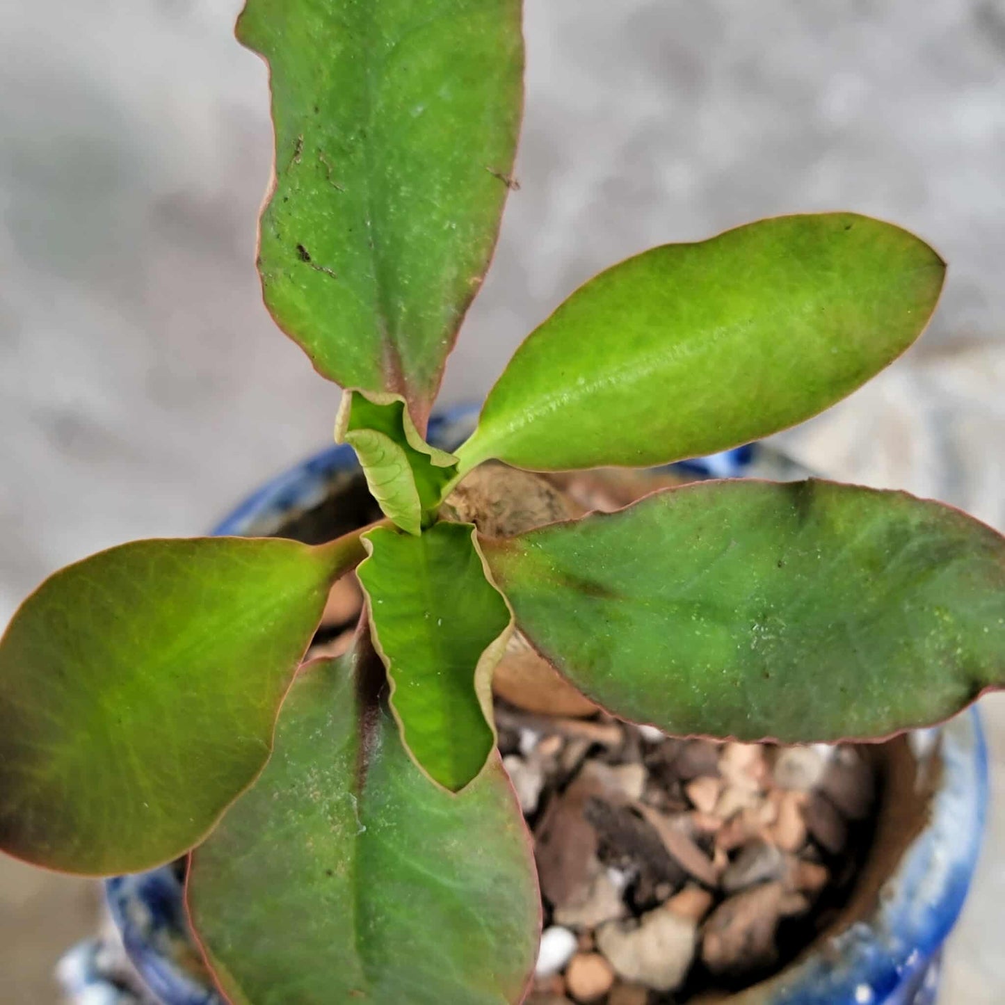 Euphorbia ecklonii