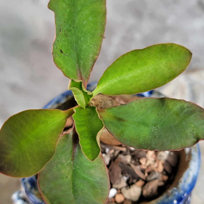 Euphorbia ecklonii