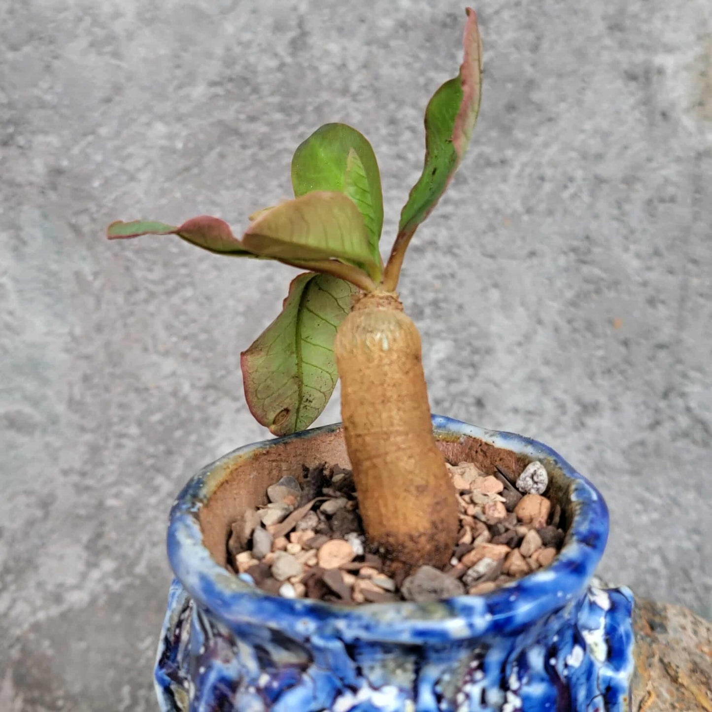 Euphorbia ecklonii