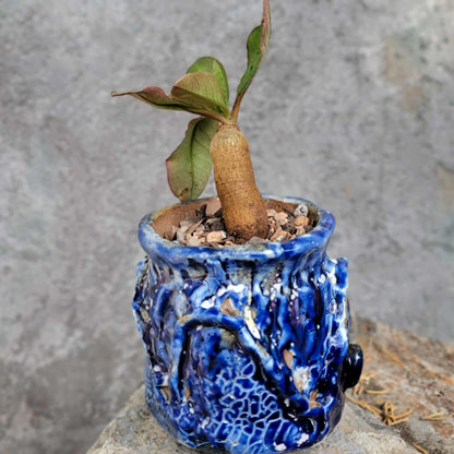 Euphorbia ecklonii