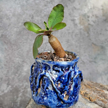 Euphorbia ecklonii