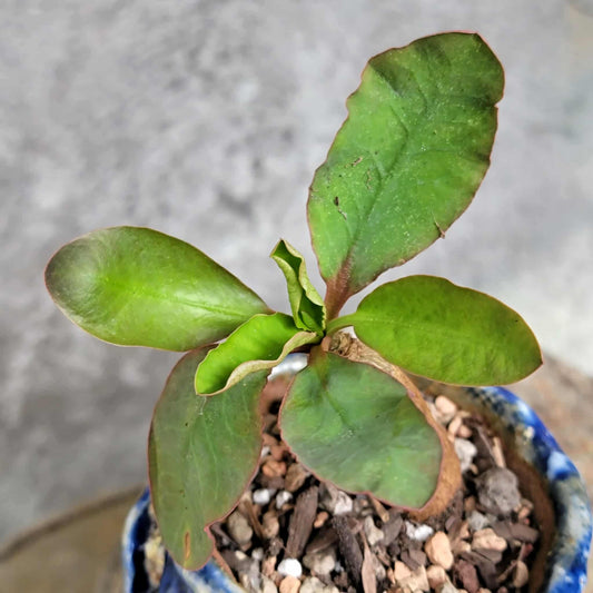 Euphorbia ecklonii