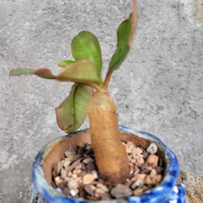 Euphorbia ecklonii