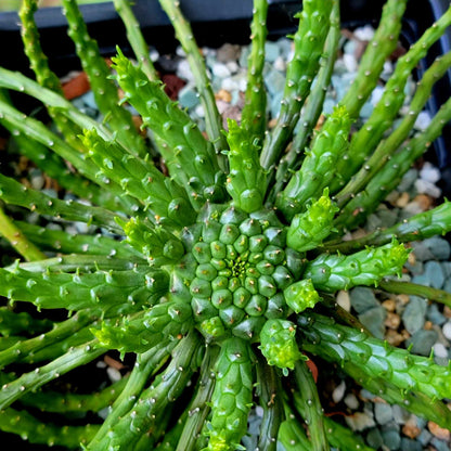 Euphorbia flanaganii - Medusa Head