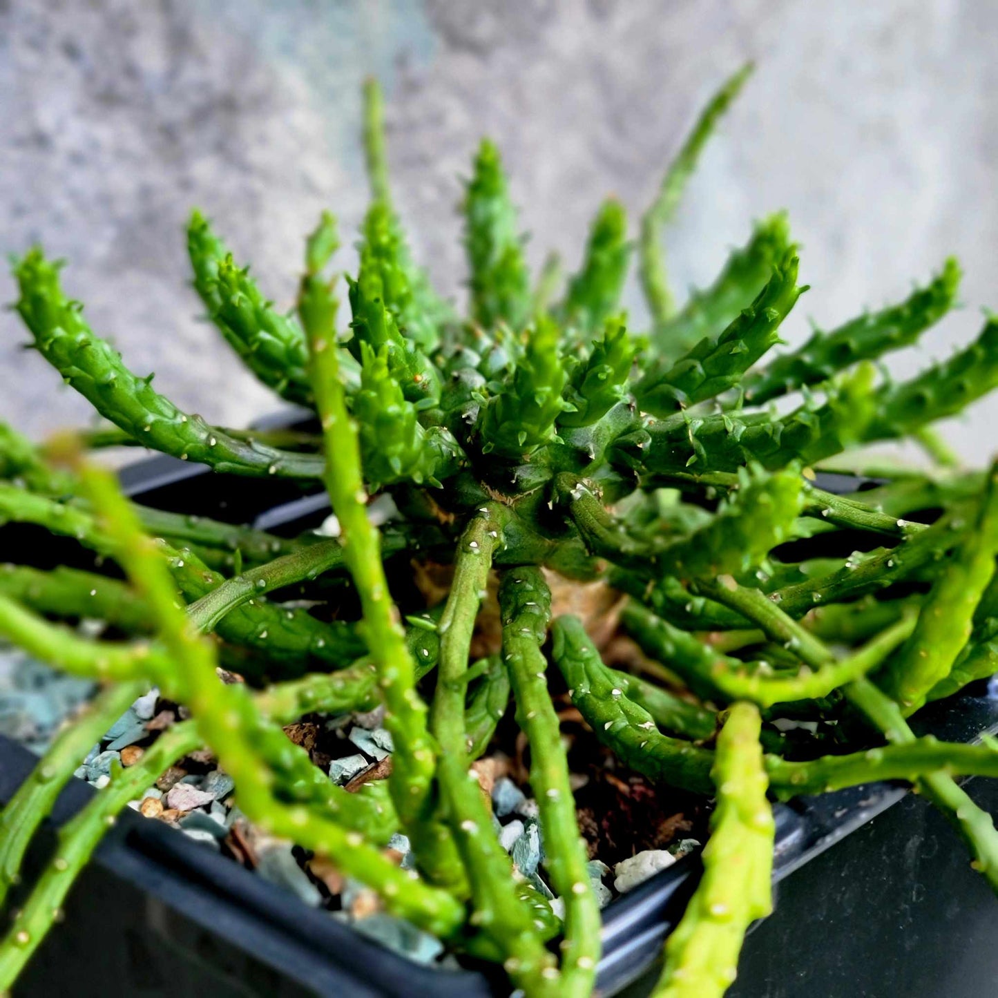 Euphorbia flanaganii - Medusa Head