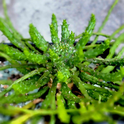 Euphorbia flanaganii - Medusa Head