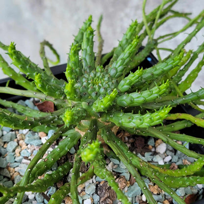 Euphorbia flanaganii - Medusa Head