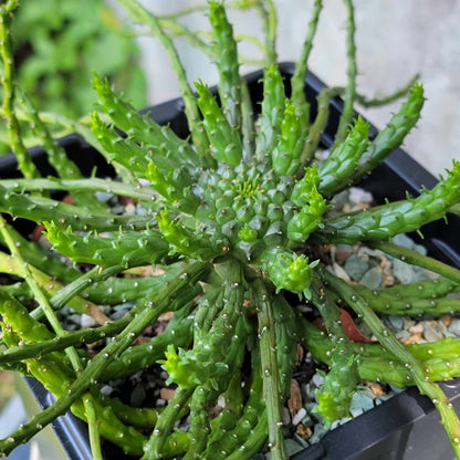 Euphorbia flanaganii - Medusa Head