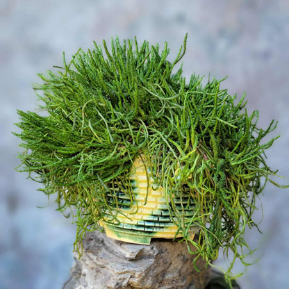 Euphorbia flanaganii - Medusa's Head