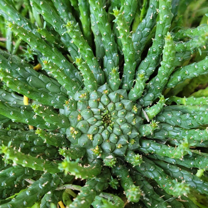 Euphorbia flanaganii - Medusa's Head