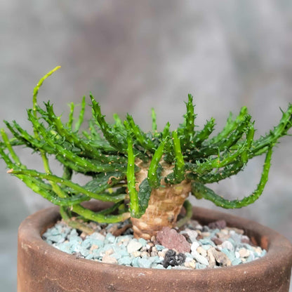 Euphorbia flanaganii - Medusa's Head