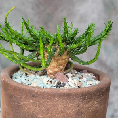 Euphorbia flanaganii - Medusa's Head