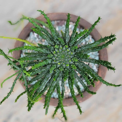 Euphorbia flanaganii - Medusa's Head