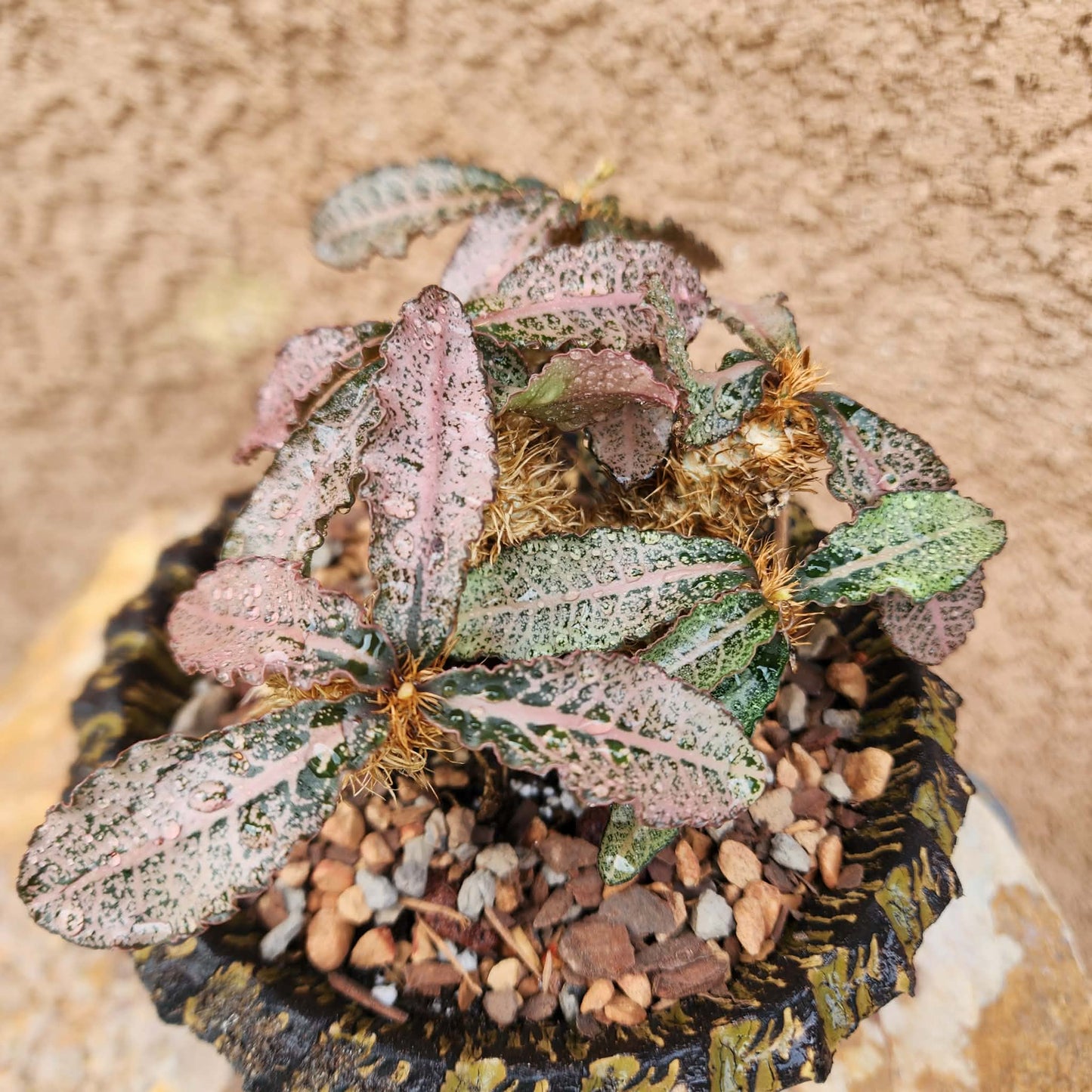 Euphorbia francoisii v. Leandri