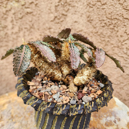 Euphorbia francoisii v. Leandri