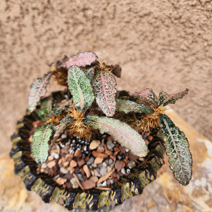 Euphorbia francoisii v. Leandri