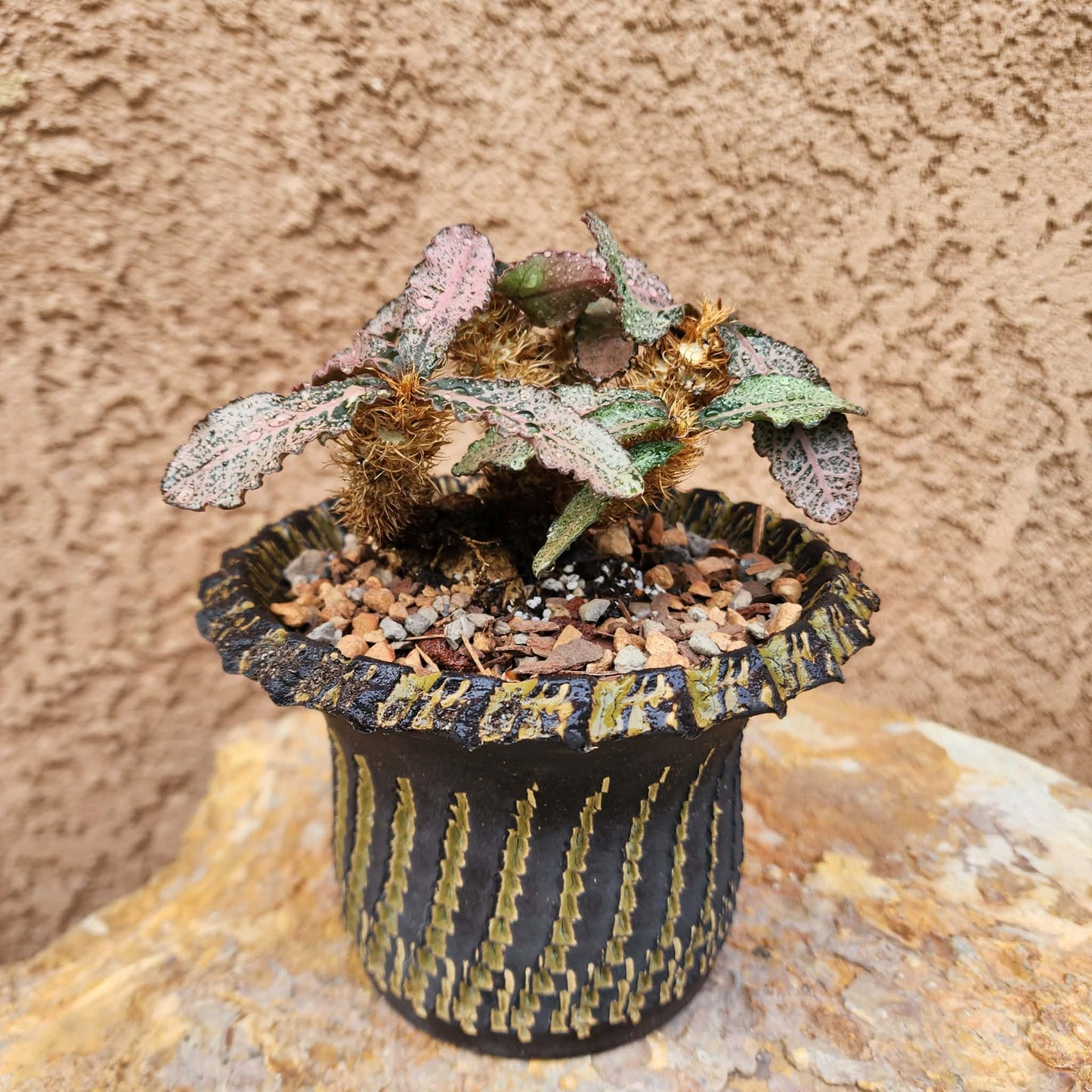 Euphorbia francoisii v. Leandri