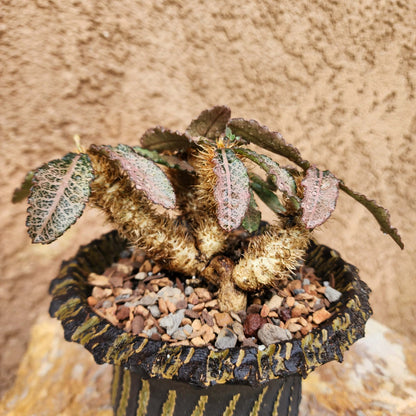 Euphorbia francoisii v. Leandri