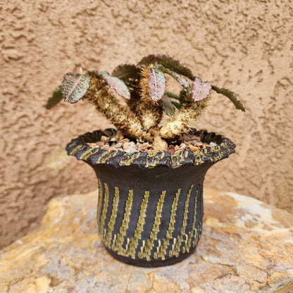 Euphorbia francoisii v. Leandri