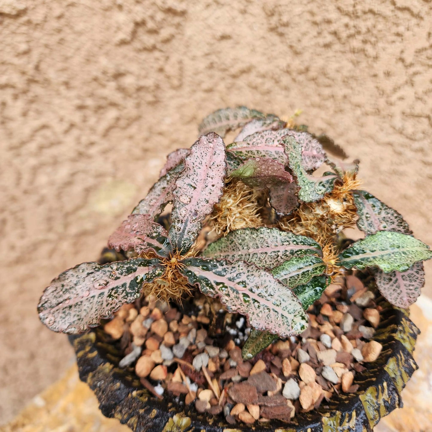 Euphorbia francoisii v. Leandri